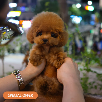Poodle - Kkokko (Male) $2700