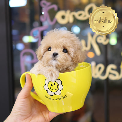 Maltipoo - Riri (Female) $4800