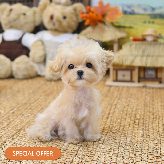 Maltipoo - Ppoppo (Female) $2000