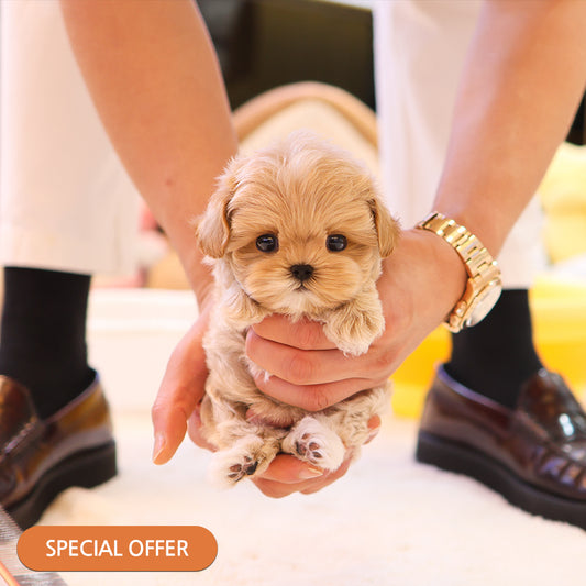 Maltipoo - Bana (Male) $2200