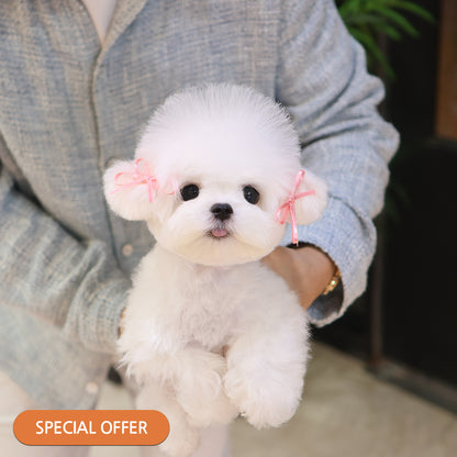 Bichon Frise - Myeonbong (Male) $2200