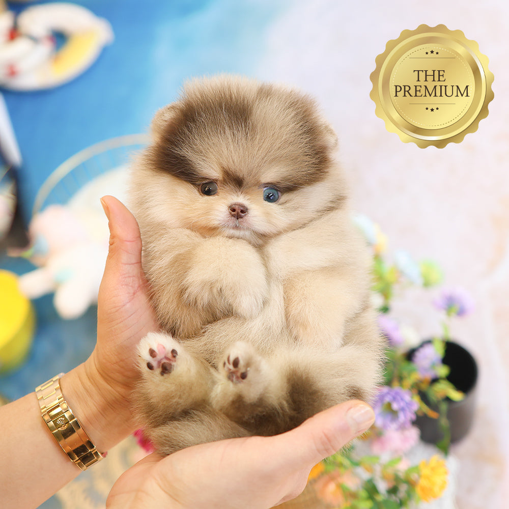 Pomeranian - Kuku (Male) $5200