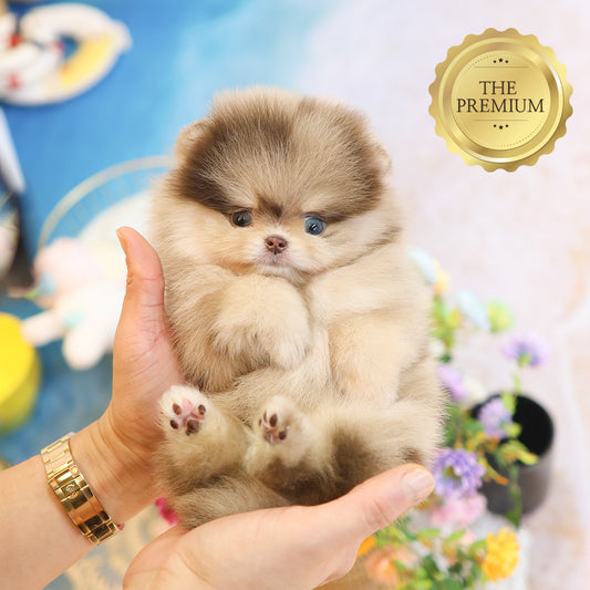 Pomeranian - Kuku (Male) $5200