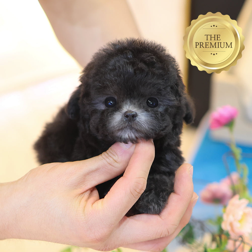 Poodle - Coco (Female)  $5300