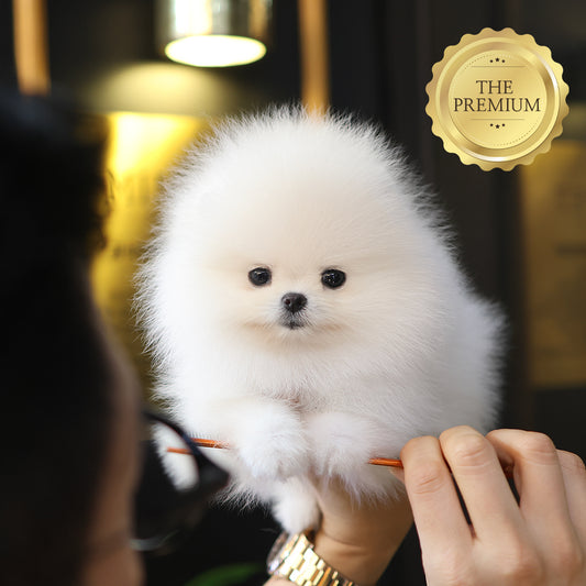 Pomeranian - Dubu (Female)