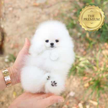 Pomeranian - Titi (Female) $5400