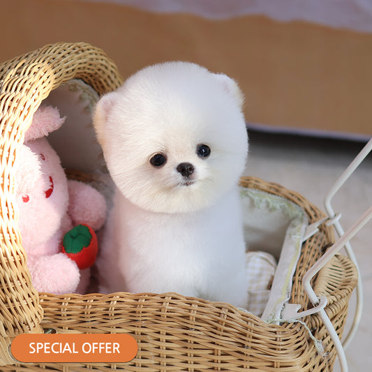 Pomeranian - Moji (Male) $2200