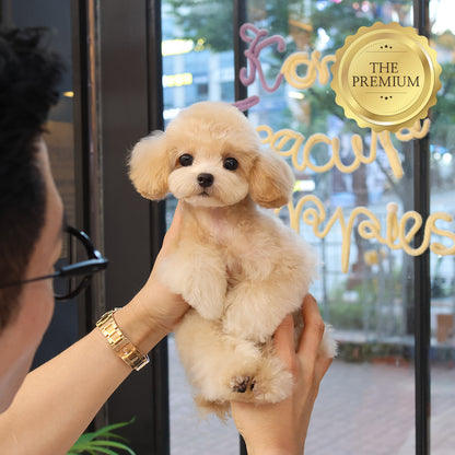 Poodle - Bomi (Female) $4000