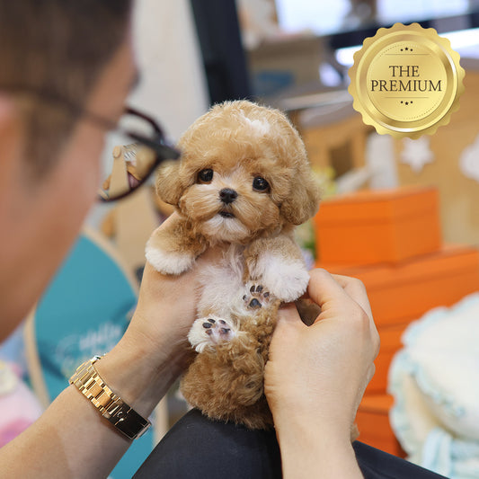 Poodle - Ajji (Female) $4200