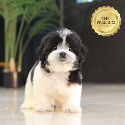 Cochon - Sana (Female) $4000
