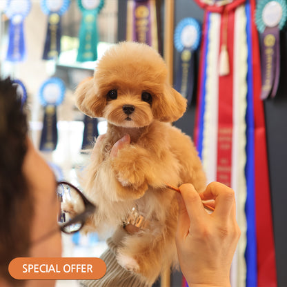 Poodle - Lani (Female) $2700