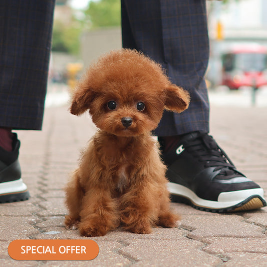 Poodle - Ollie (Male) $2200