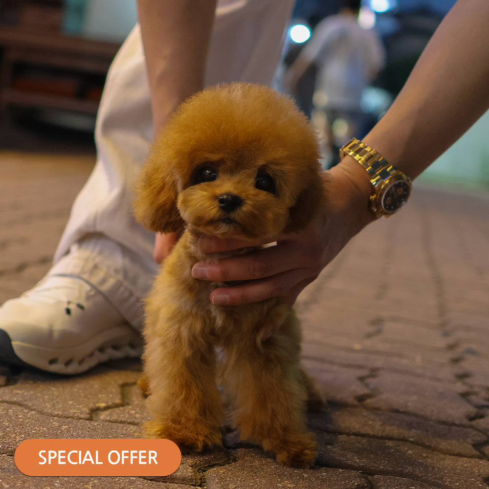 Poodle - Dudu (Male) $2000