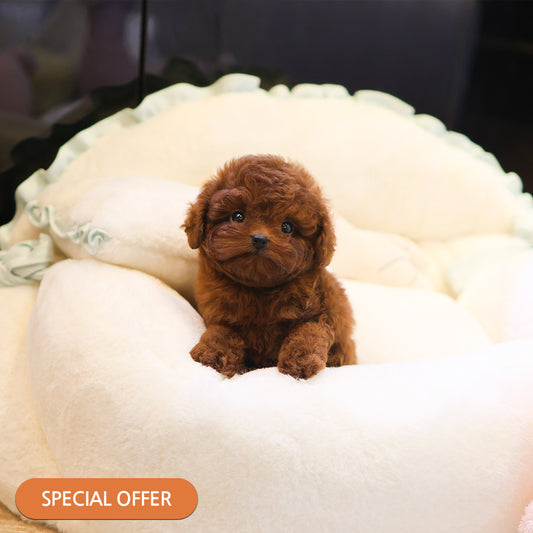 Poodle - Ganjang (Male) $2700