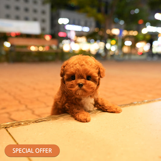 Poodle - Woori (Female) $2700