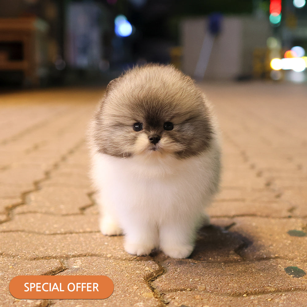 Pomeranian - Thra (Male)