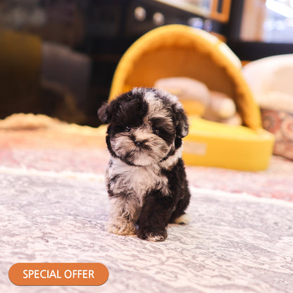 Poodle - Tata (Male) $2700