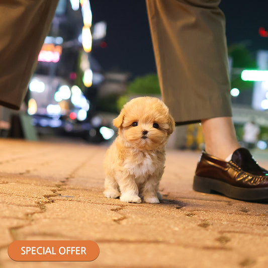 Maltipoo - Allok (Female) $2300