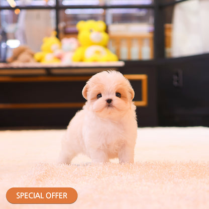 Maltipoo - Kenzi (Male) $2400
