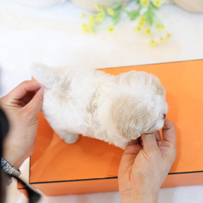 Maltipoo - Hyori (Female)