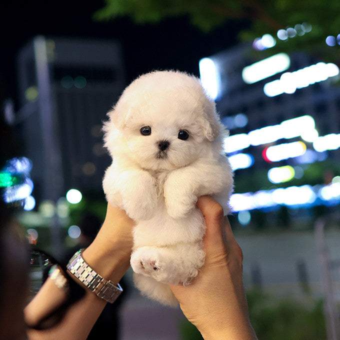 Bichon Frise - Pogeun (Female)