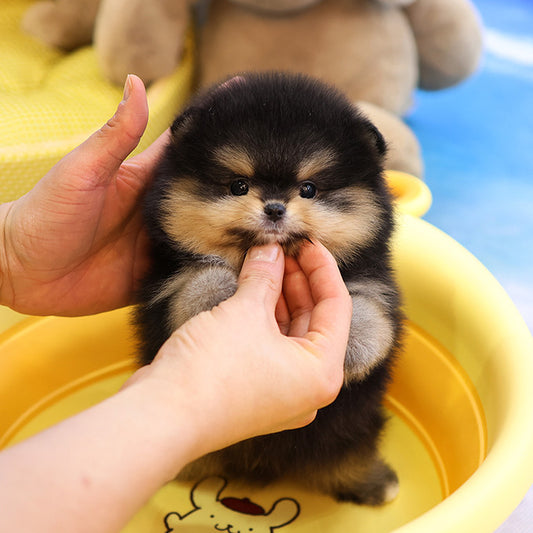 Pomeranian - Baengkeu (Male)
