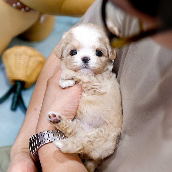 Maltipoo - Songi (Female)