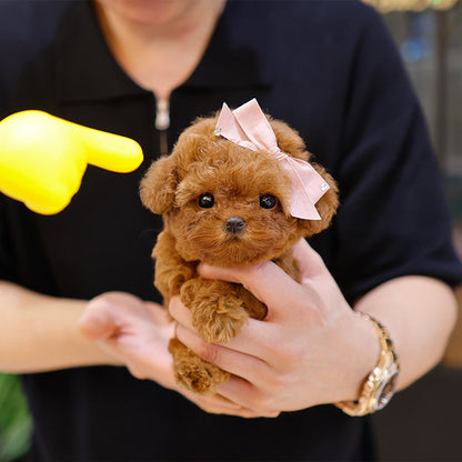 Poodle - Siwon (Female)