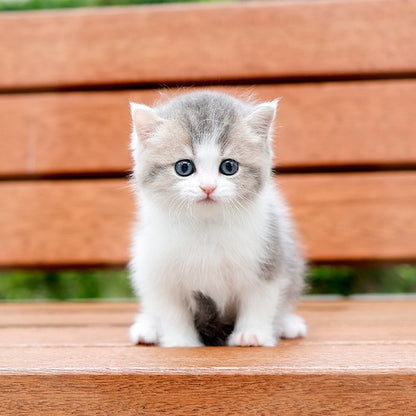 British Shorthair - Maong (Female)