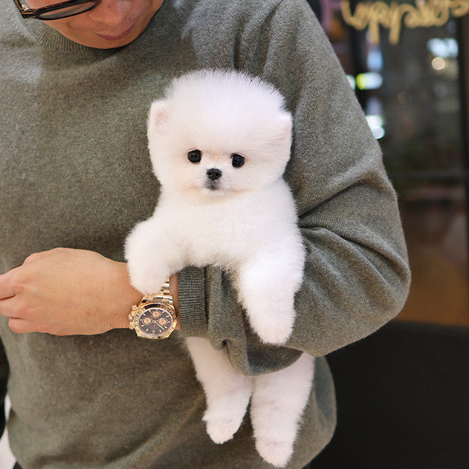 Pomeranian - Chappo (Male)