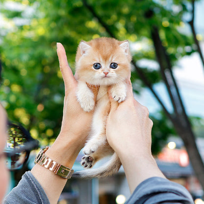 British Shorthair - Jumulleok (Male)