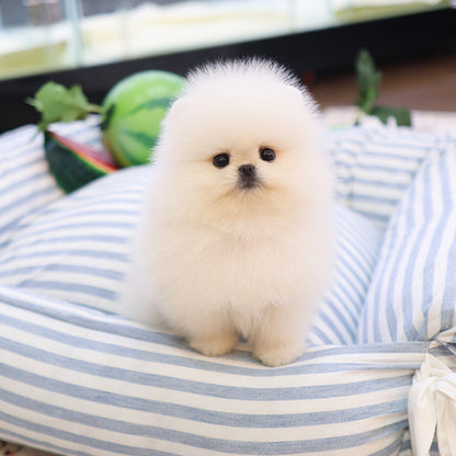 Pomeranian - Kkona (Female)