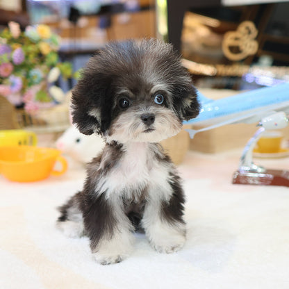 Poodle - Ppangyi (Female)