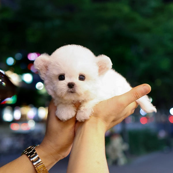 Bichon Frise - Jjiljjil (Male)