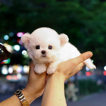 Bichon Frise - Jjiljjil (Male)