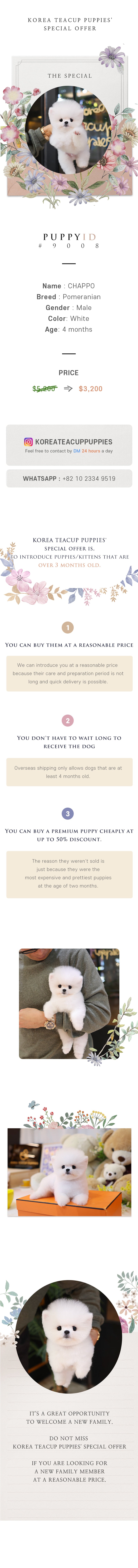 Pomeranian - Chappo (Male)