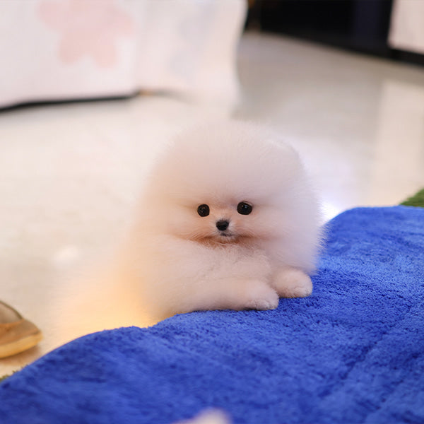 Pomeranian - Poni (Female)