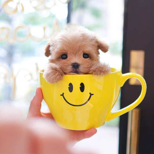 Maltipoo - Jjini (Female)