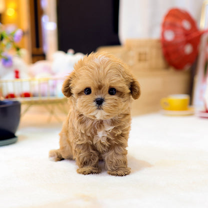 Maltipoo - Jeonggwa (Male)