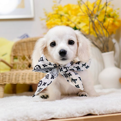 Dachshund - Ribon (Male)