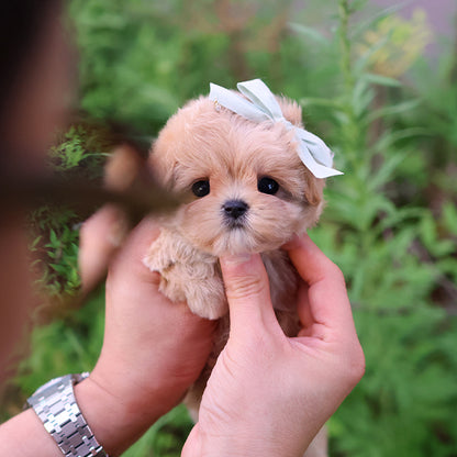 Maltipoo - Mandu (Female)