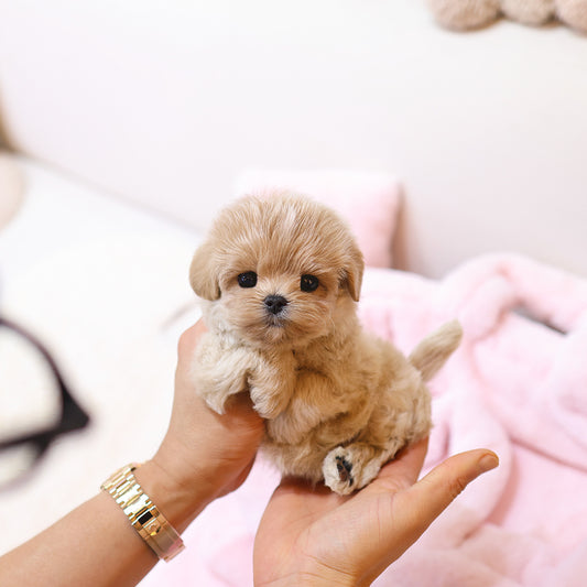 Maltipoo - Mika (Male)