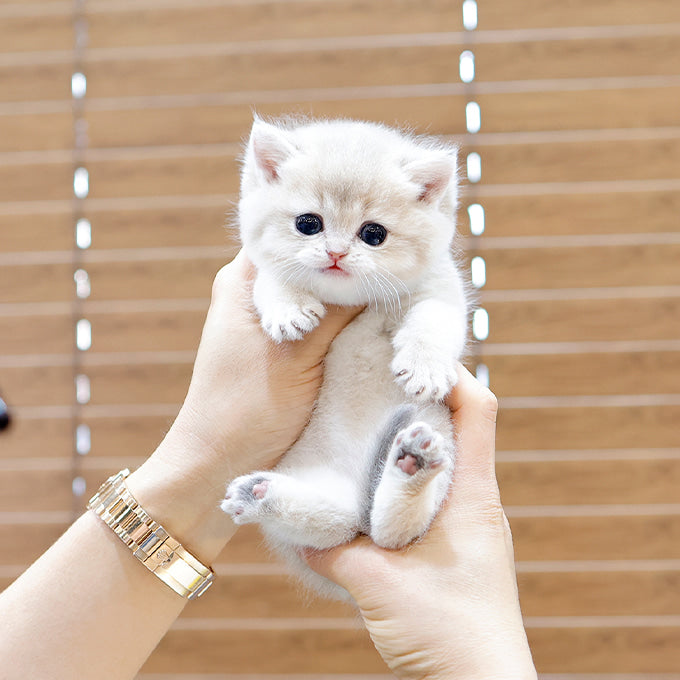 British Shorthair - Masi (Male)