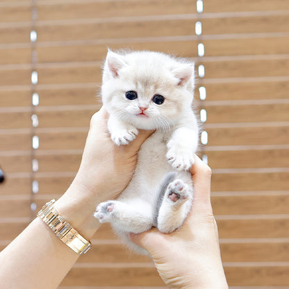 British Shorthair - Masi (Male)