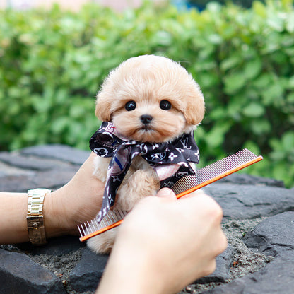 Maltipoo - Gongju (Female) $3200