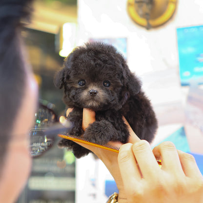 Poodle - Coco (Female)  $5300
