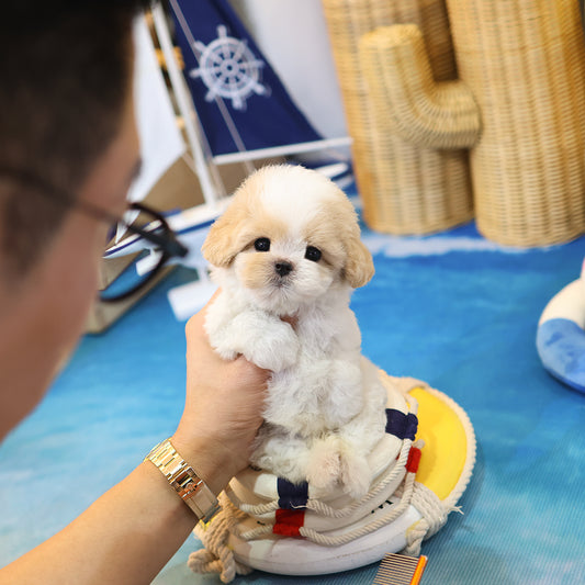 Maltipoo - Narong (Female) $4200
