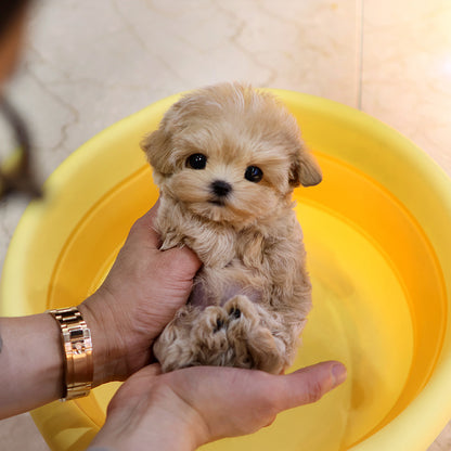 Maltipoo  - Daeum  (Female) $5000