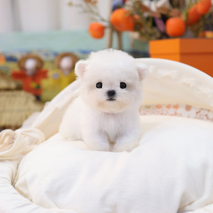 Bichon Frise - Kkumang (Female) $4500