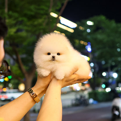 Pomeranian - Baegyang (Female) $5200